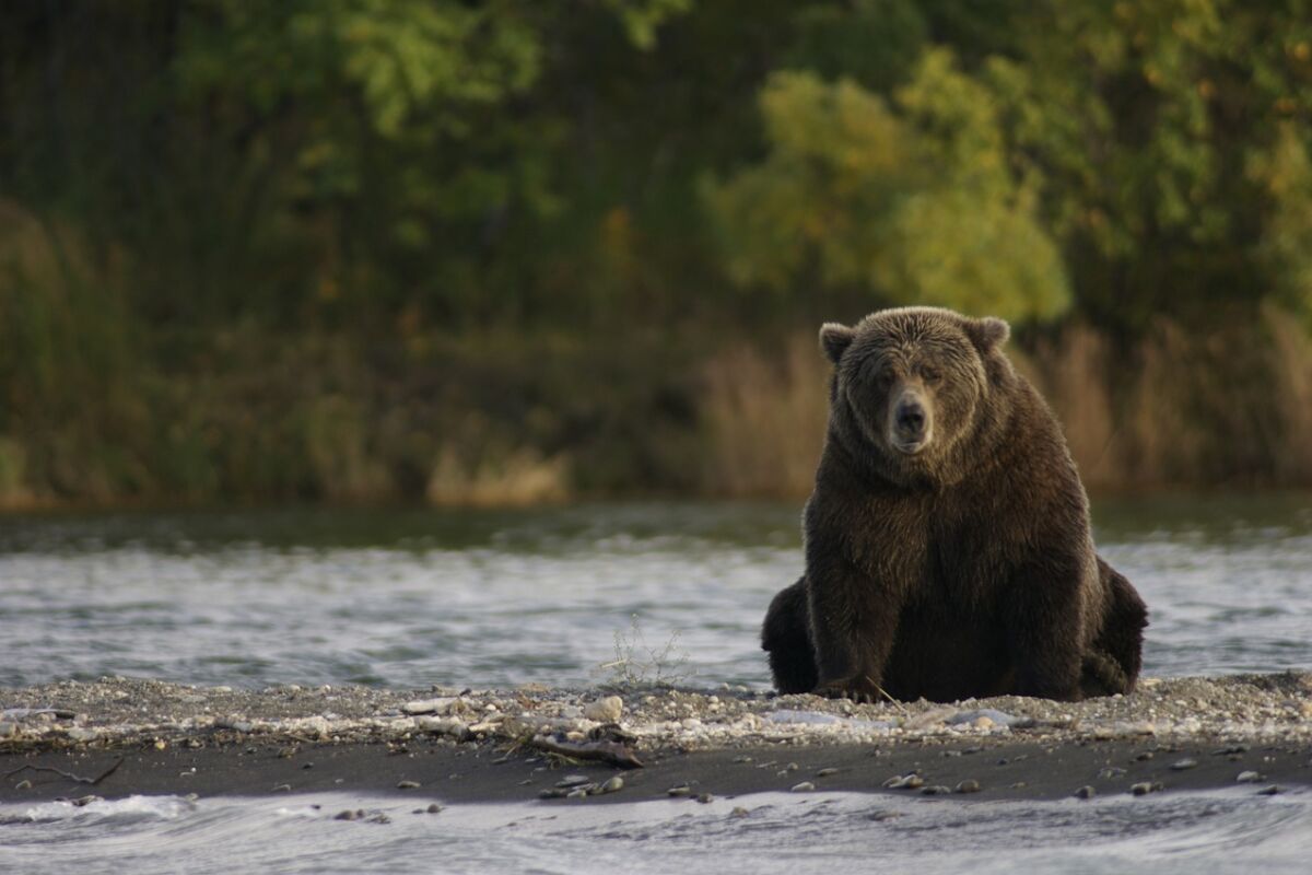 Ležarine: Nemški medved na poti v Slovenijo